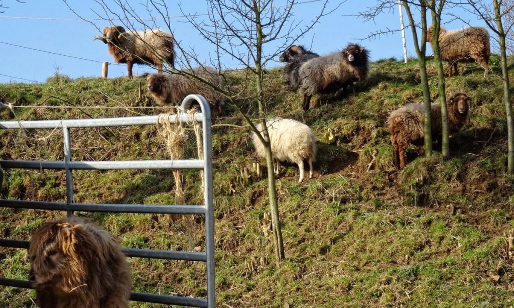 Mahlzeit. Ein paar friedlich grasende Schafe am Wegesrand.