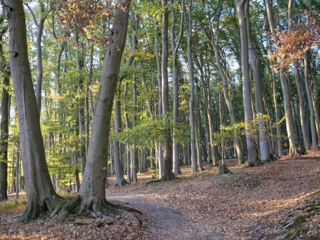 Schmaler Waldweg
