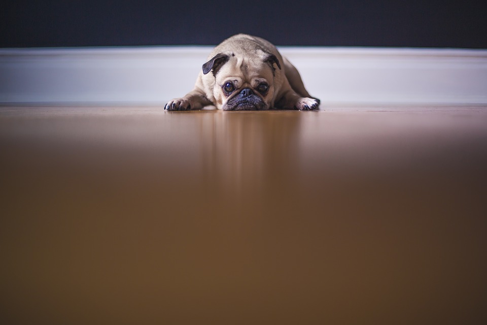 Trauriger Hund auf Fußboden