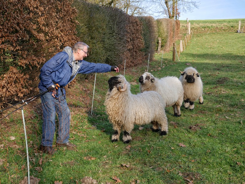 Wanderer streichelt Schafe auf einer Koppel