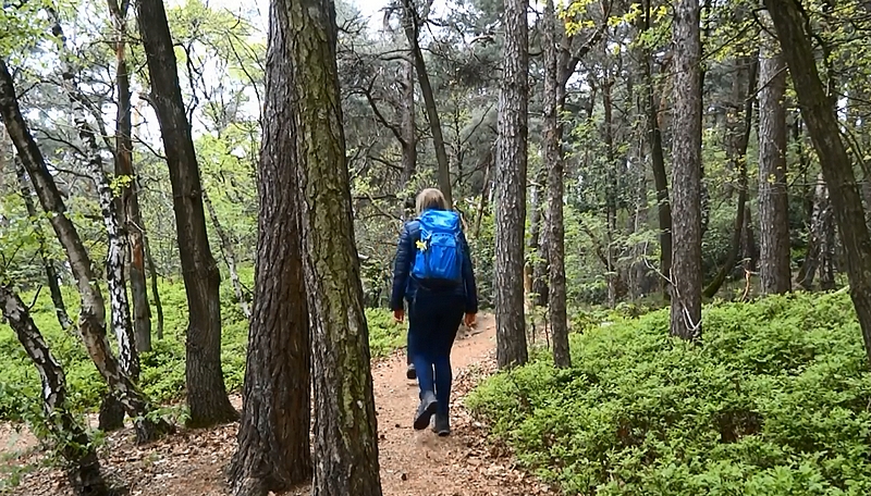 Wanderer auf einem Waldweg der Teutoschleife Waldauenweg