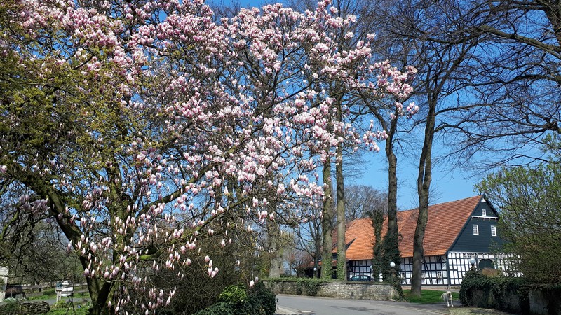 Das Bild zeigt einen blühenden Baum und im Hintergrund einen großen Fachwerkhof.