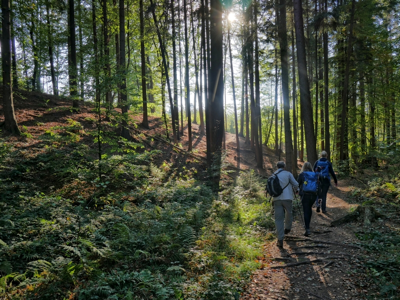 das Bild zeigt drei Wanderer im dichten Fichtenwald, durch den sich der Sonnenschein seinen Weg bahnt.