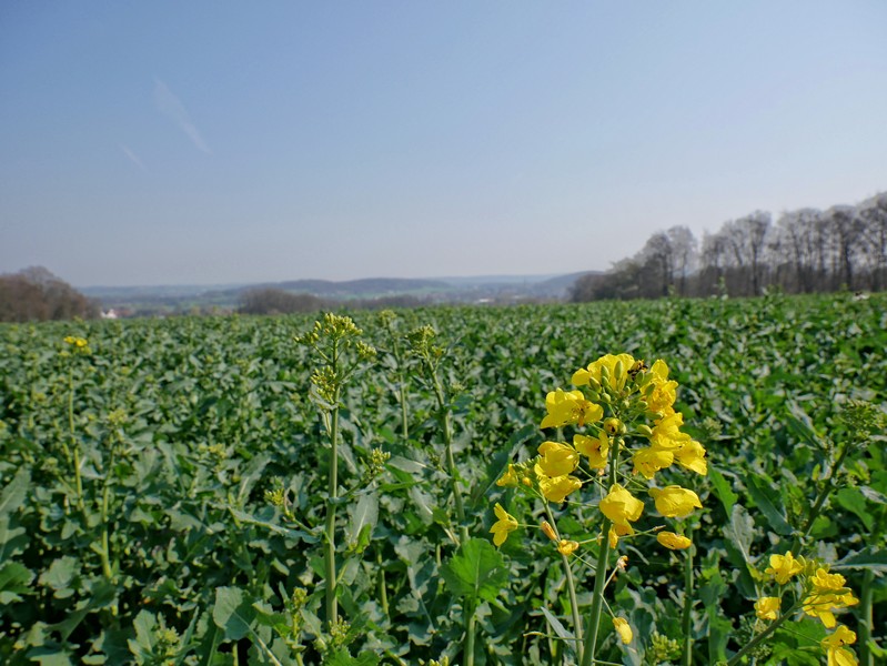 Das Bild zeigt im Vordergrund gelbe Blüten, ein Feld und im Hintergrund den Ausblick auf das Wiehengebirge.