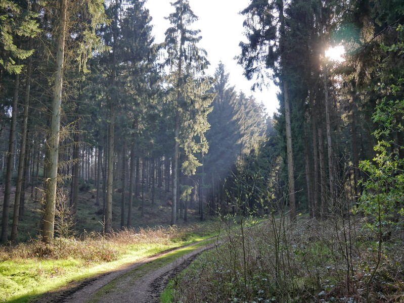 das Bild zeigt einen breiten Waldweg, umgeben von Fichten, durch die sich das Sonnenlicht bricht.