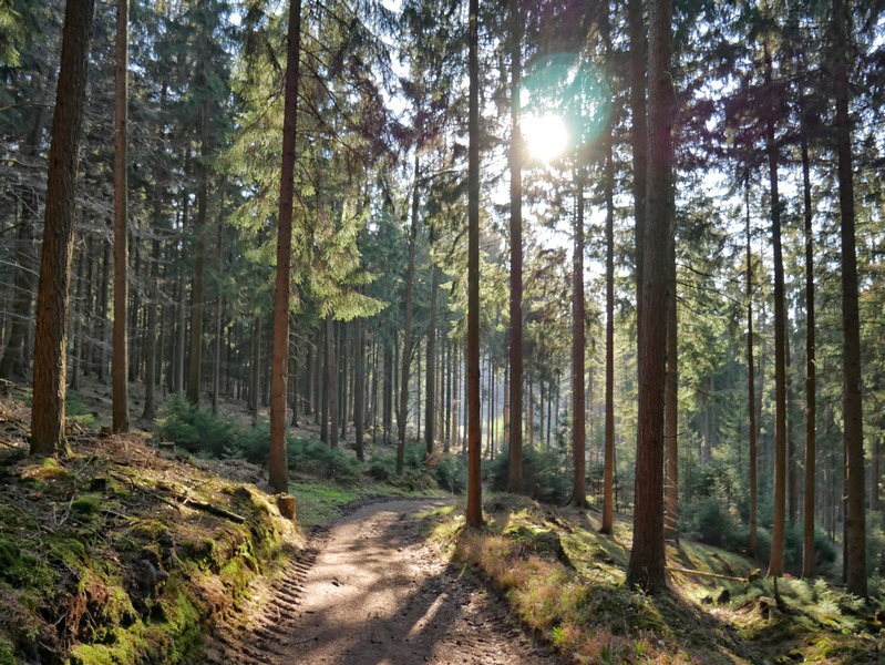 Das Bild zeigt einen schmalen Waldweg, in den Fichtenwipfeln bricht sich das Sonnenlicht.