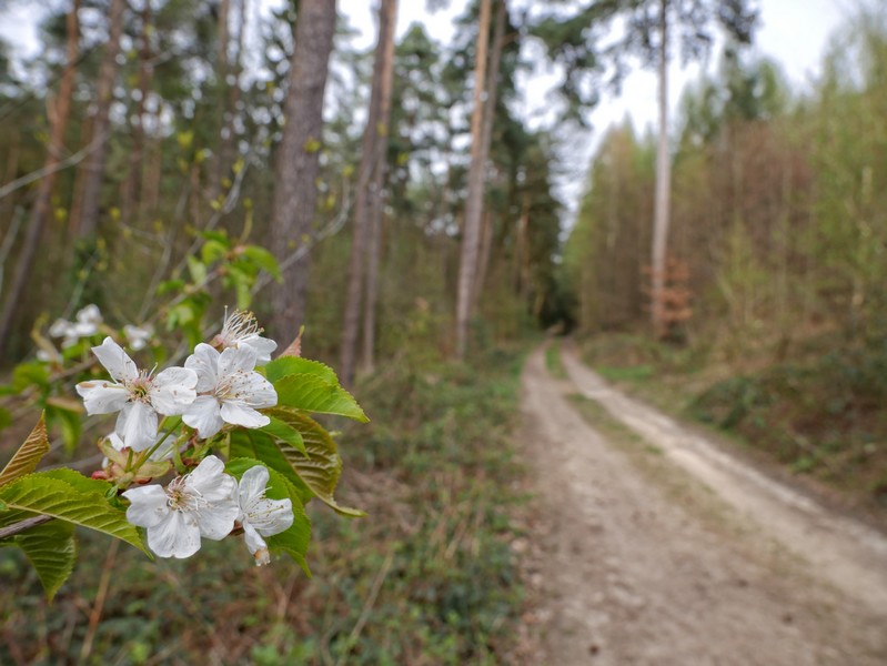 Das Bild zeigt im Vordergrund eine Blüte und im Hintergrund den Schmittenhöhenweg.