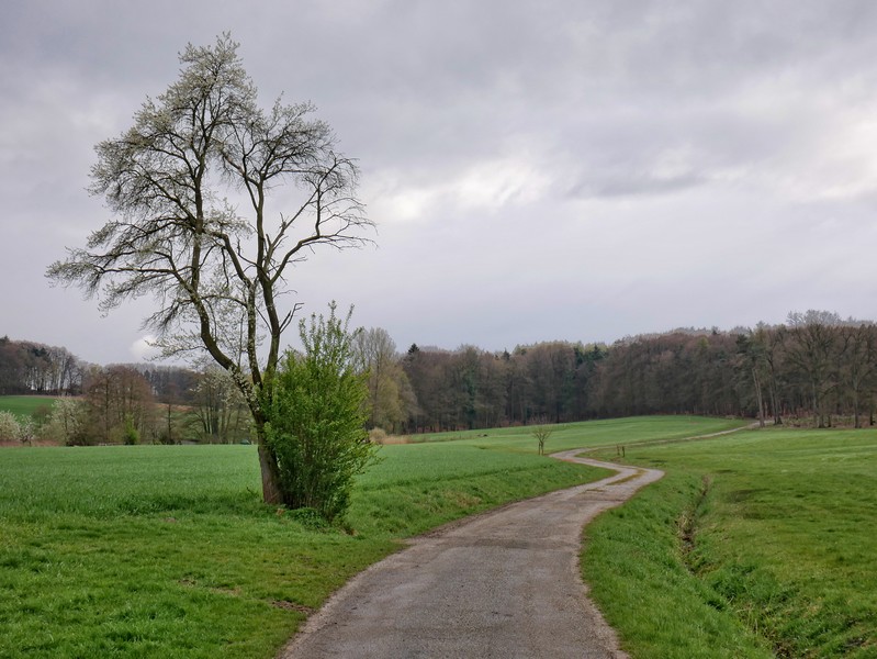 Das Bild zeigt den Schmittenhöhenweg, der hier als schmale Feldstraße kurvig durch die Felder führt.