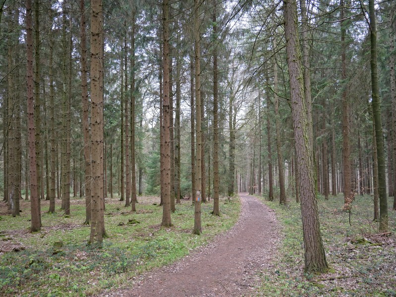 Das Bild zeigt den Waldweg, der zurück zum Ausgangspunkt der Tour führt.