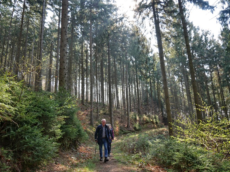 Das Bild zeigt drei Wanderer auf dem hier sehr schmal verlaufenden TERRA.track Hüggelrundweg, umgeben von einem Fichtenwald.