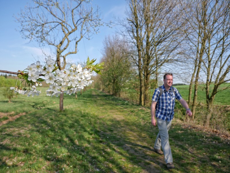 Das Bild zeigt den Wandervogel im Hintergrund auf dem Weg und im Vordergrund Birnenblüten.
