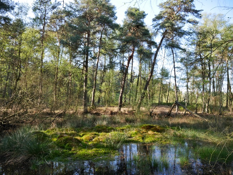 Das Bild zeigt einen Sumpf, aus dem Gräser und Bäume wachsen.