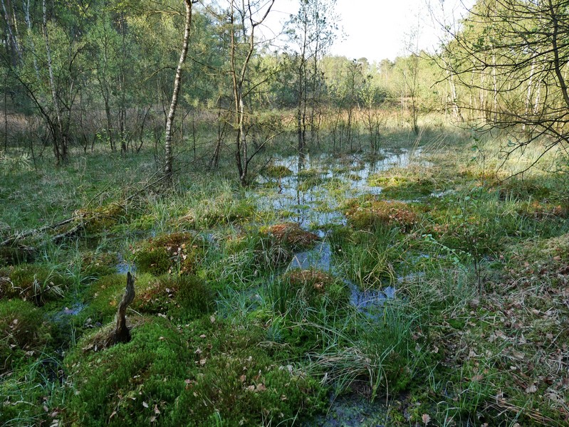 Das Bild zeigt eine sumpfige Landschaft mit viel Grün und vereinzelten Bäumen, die aus dem Wasser ragen.