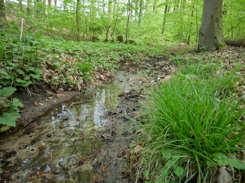 Das Bild zeigt einen kleinen Bachlauf im Riemsloher Wald