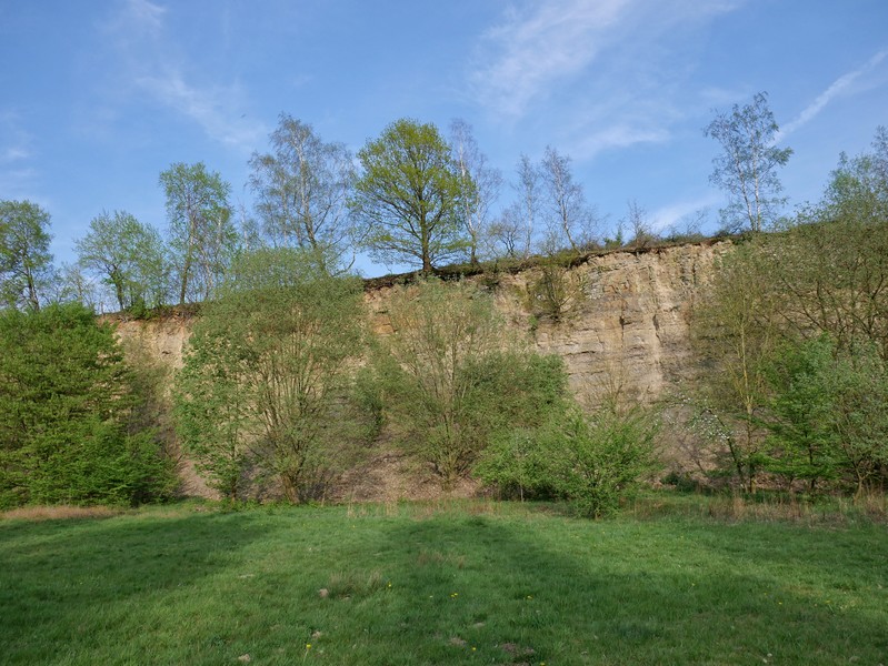 Das Bild zeigt die Felswand im alten Steinbruch, auf der einige Bäume wachsen. Davor ist eine Wiese zu sehen.