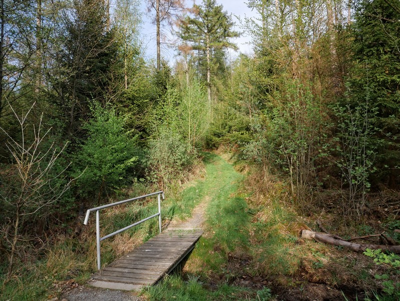 Das Bild zeigt eine sonnenbeschienene kleine Holzbrücke mitten im dichten Mischwald.