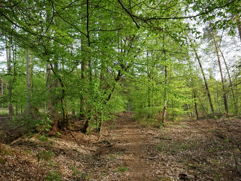 Das Bild zeigt einen schmalen Pfad, der an beiden Seiten dicht von Bäumen bewachsen ist.