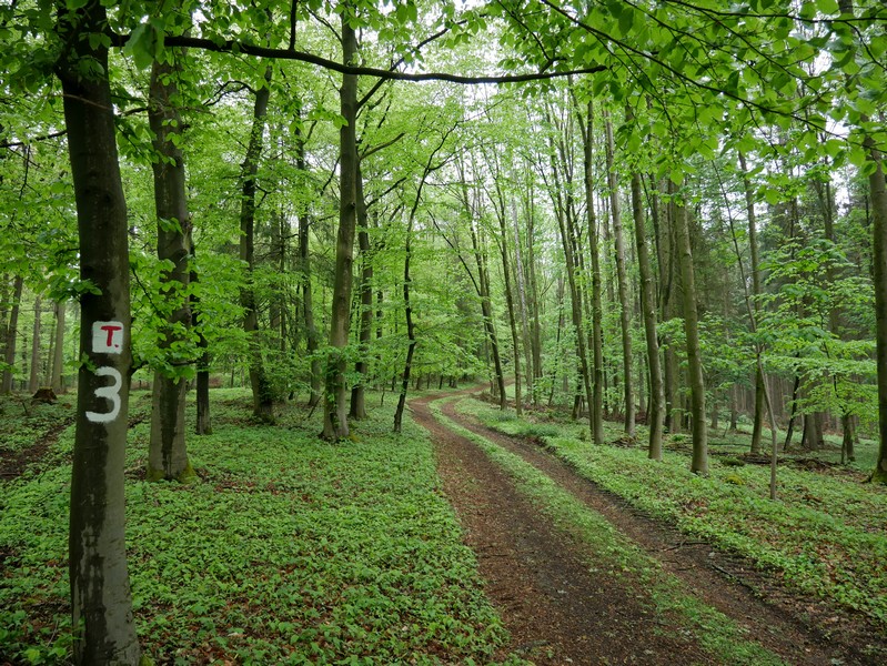 Das Bild zeigt einen breiten Wanderweg durch den Buchenwald.