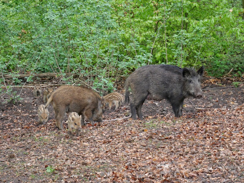 Wildschweinrotte mit Frischlingen im Wildpark Melle