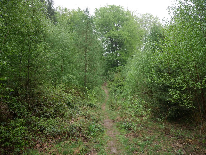 Das Bild zeigt den TERRA.track Meller Balkon, der hier als schmaler Pfad durch dichten Wald verläuft.