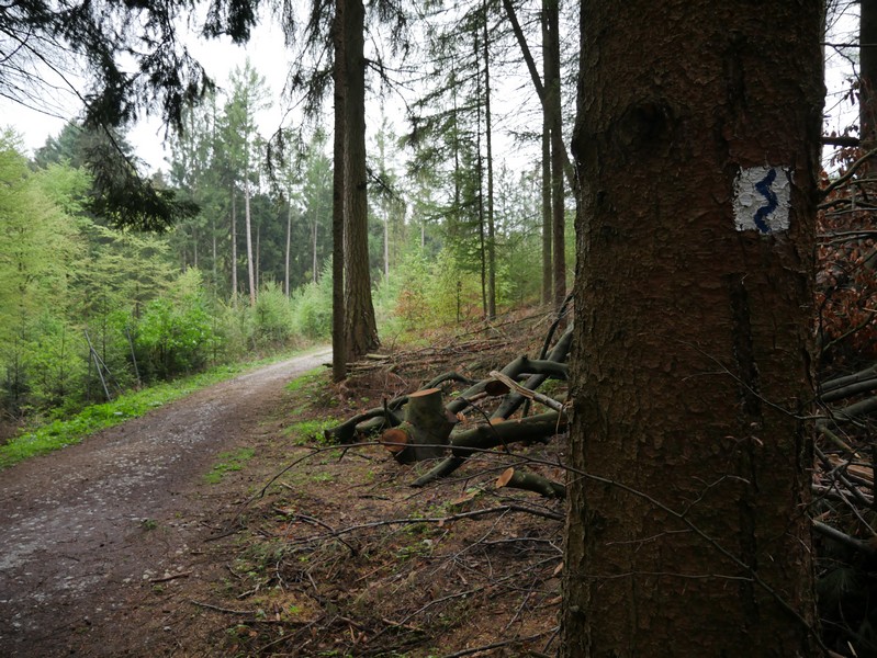 Das Bild zeigt den TERRA.track Naturerlebnispfad Zwickenbachtal, der hier im Wald verläuft und im Vordergrund die blauweiße Wegmarkierung an einem Baum.
