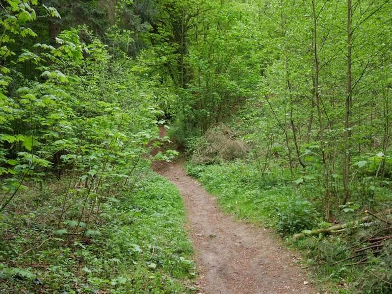 Das Bild zeigt einen schmalen Waldweg auf dem TERRA.track Erzsteig.