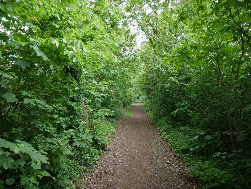 Das Bild zeigt einen der alleeartigen Wege auf dem TERRA.track Schweger Wald.