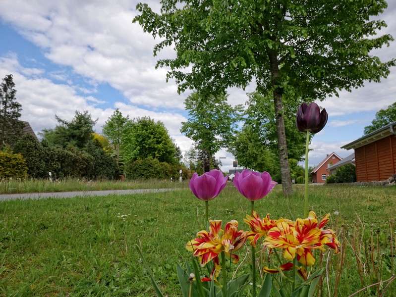 Das Bild zeigt einige Tulpen am Wegesrand im Ortskern Schweges.
