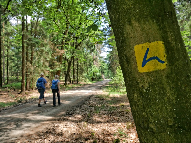 Das Bild zeigt das Hünenweg Symbol an einem Baum, links davon zwei Wanderer auf dem Weg.