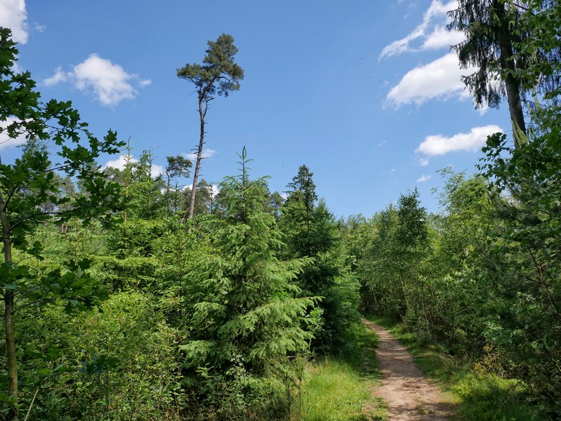 Das Bild zeigt einen Waldweg auf dem Teutoschleifchen Steinbecker Runde.