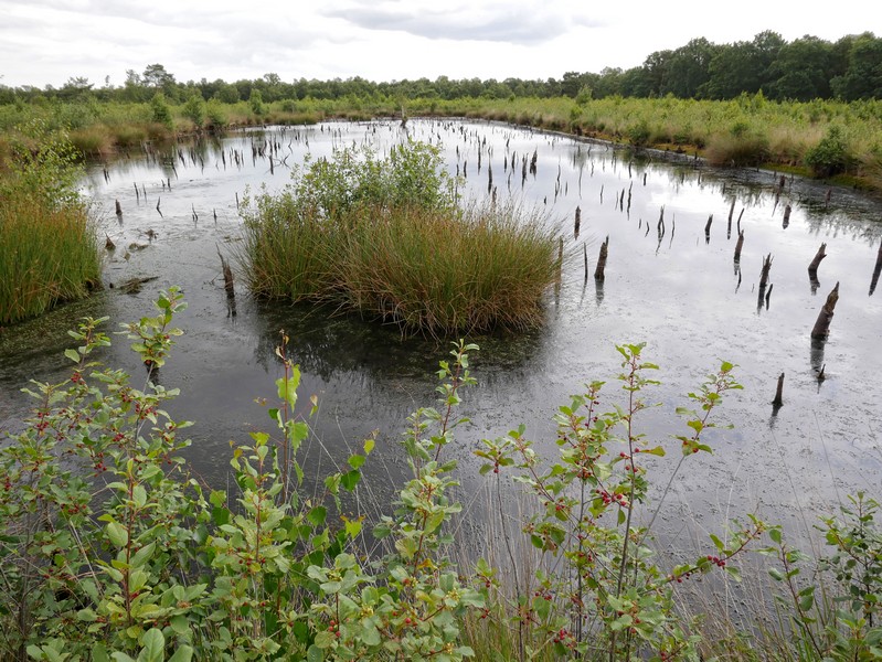 Das Bild zeigt einen kleinen See im Venner Moor.