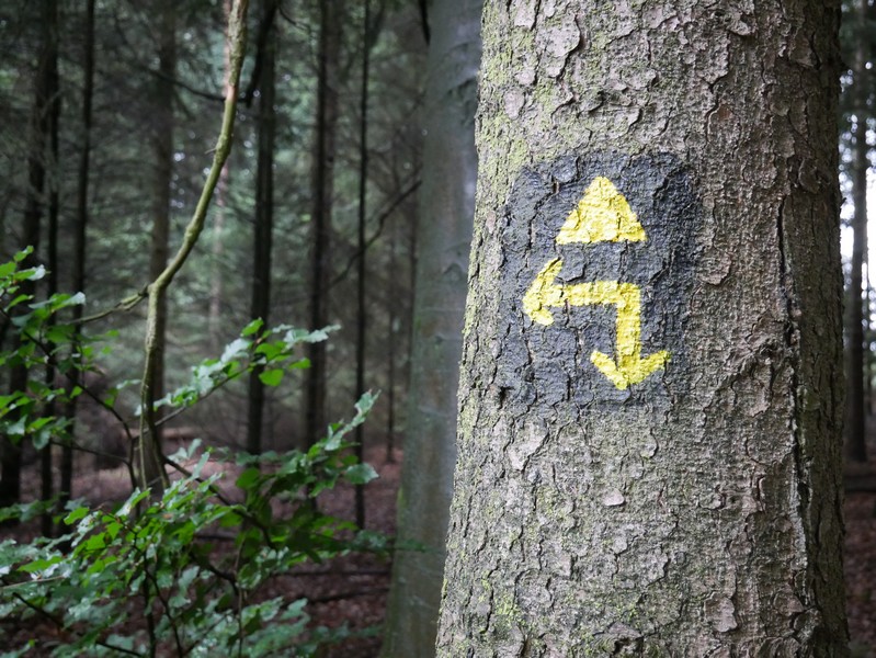 Das Bild zeigt die Wegmarkierung an einem Baum - das gelbe Dreieck auf schwarzem Grund.