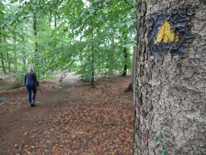 Das Bild zeigt Meike auf einem der Waldwege.