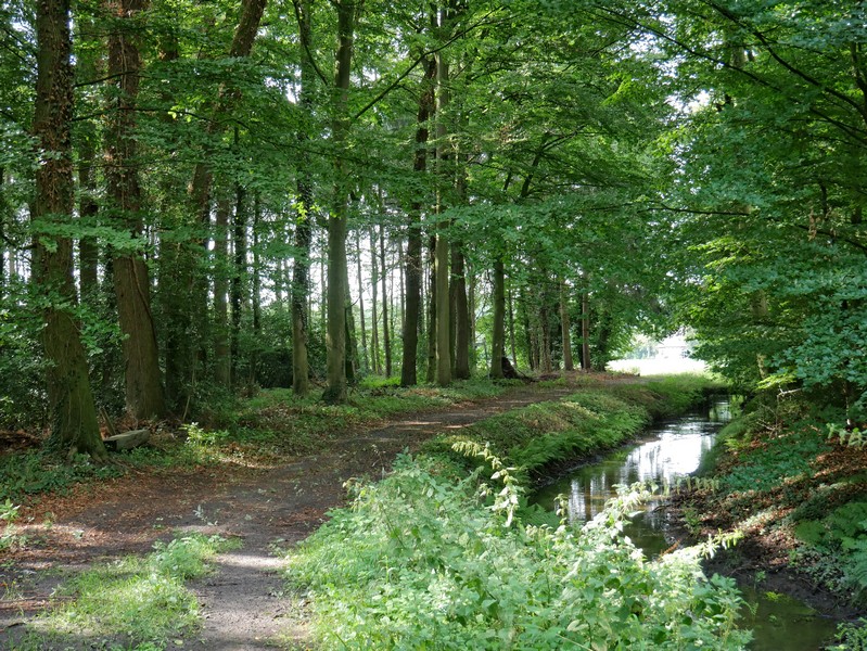Das Bild zeigt den DiVa Walk, der hier nahe Schloss Alt Barenaue im Wald neben einem Fluss verläuft.