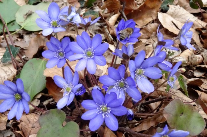 Blüten am Leberblümchenweg