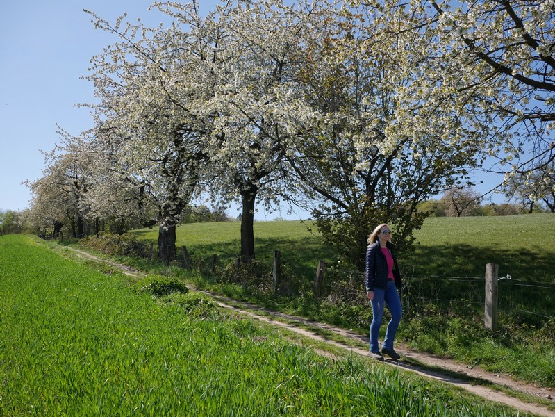 Zahlreiche Kirschbäume säumen am Borgberghang unseren Wanderweg.